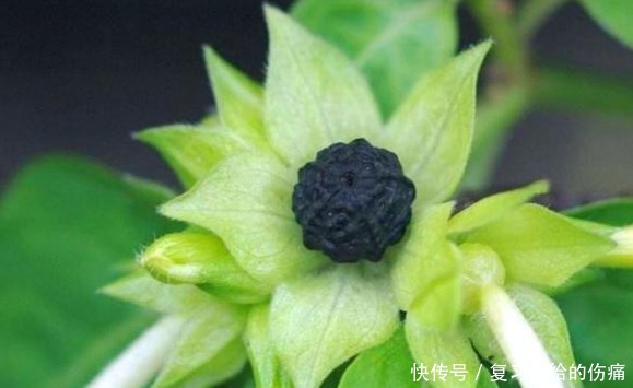 养一盆,爆一盆,养这几种花,无需操心