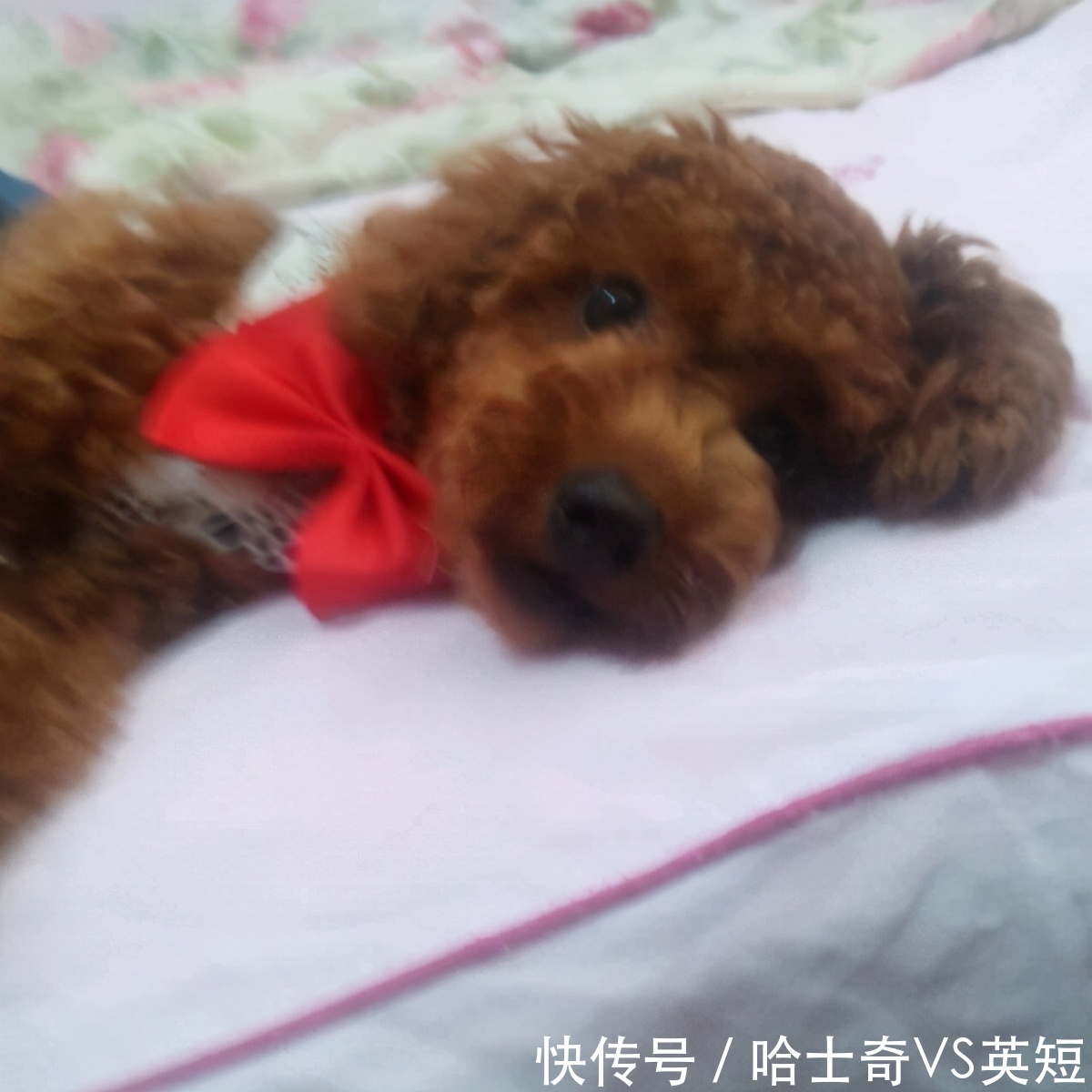 泰迪犬露肚子是为了表达6种意思,不止是