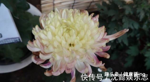月季花|喜欢菊花，不如养盆优良名菊“唐宇云霄”，清新之美，气质典雅！