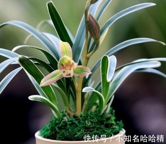 双色|这种兰花很“霸气”，花开双色，兰香浓郁，很好养，适合新手