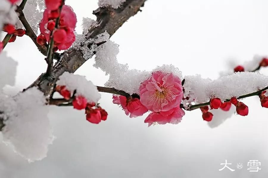  江山|风中闻草木，雪里见江山