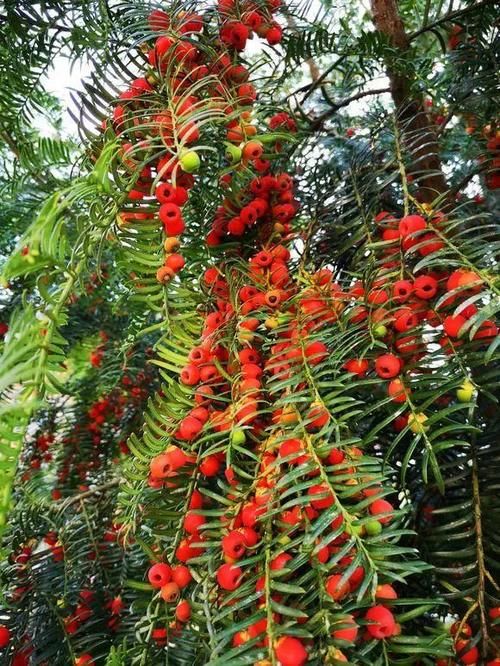 人称“植物大熊猫”,净化空气促健康,注意这5点红豆挂满枝!