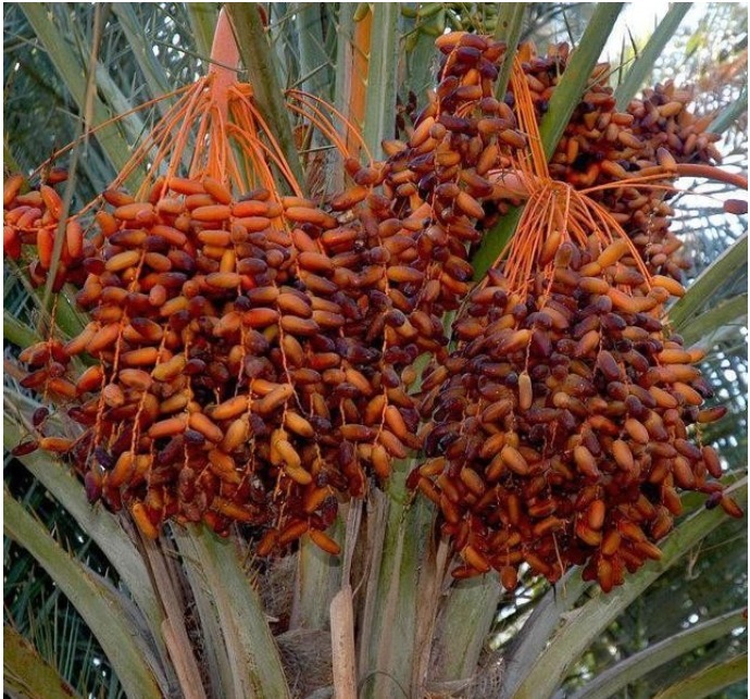 南瓜籽仁|男人上年纪，建议多吃下面这些食物，比抽烟喝酒强，关键还不贵