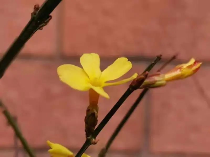 是的，花开了！