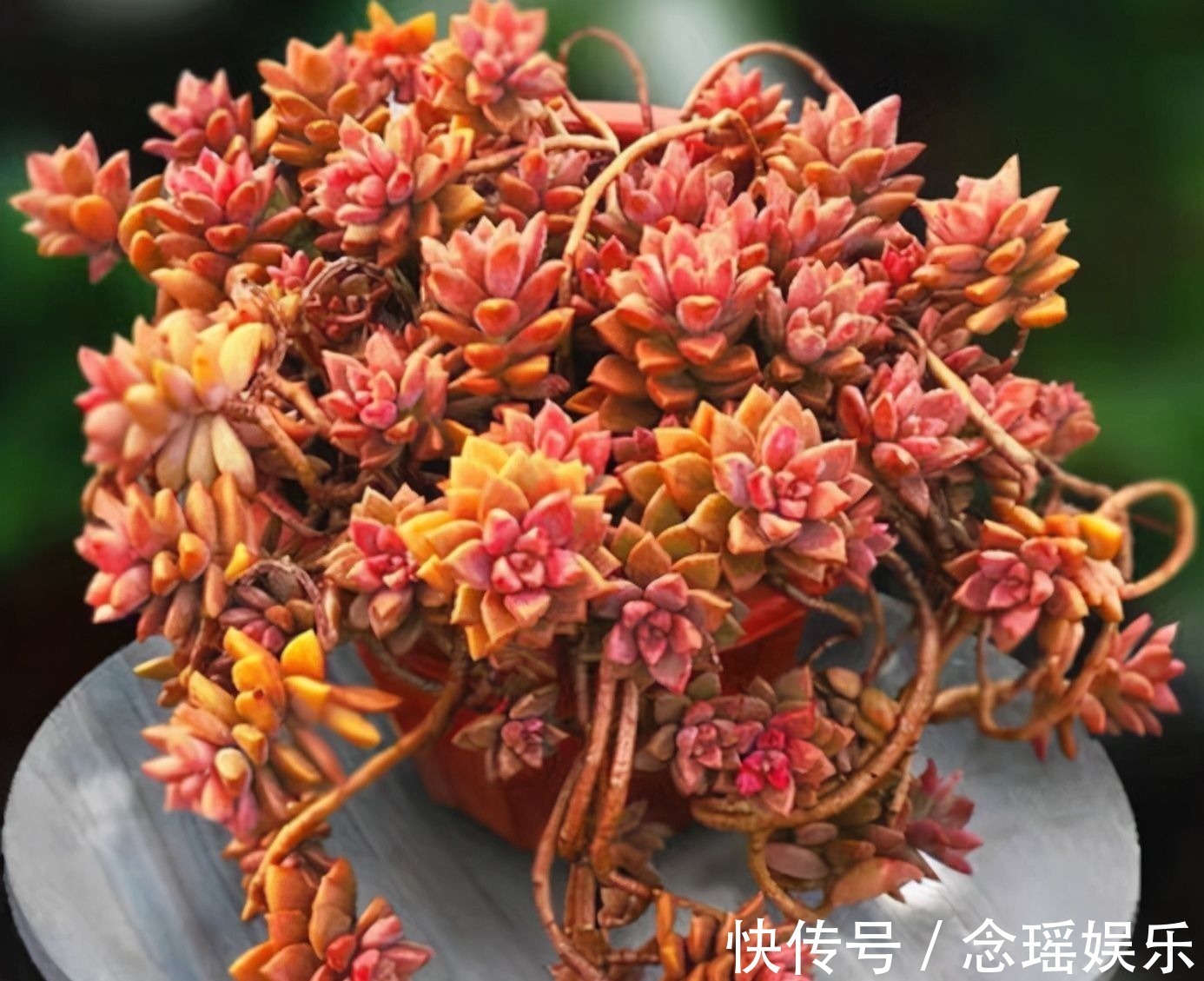 吊盆|7种多肉适合“吊着养”,枝条“流出”花盆,养出状态最美