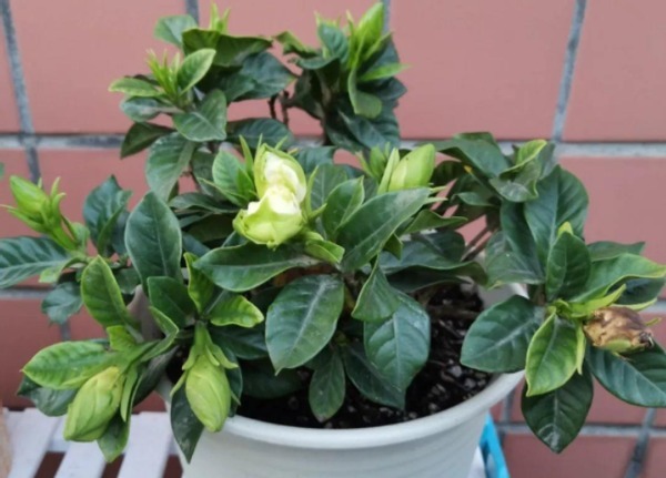 到了春天,规划给植物换盆的花友,该做到哪些事情?