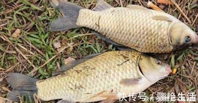 冬钓用饵,我从不加小药,试用这东西,简单又方便,大板鲫特爱吃