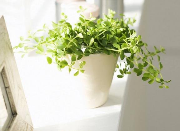 家里有白色的小虫图片