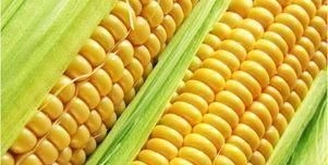 良性肿瘤|患上子宫肌瘤要淡定,6种食物坚持吃,助你活血化瘀、消除肌瘤