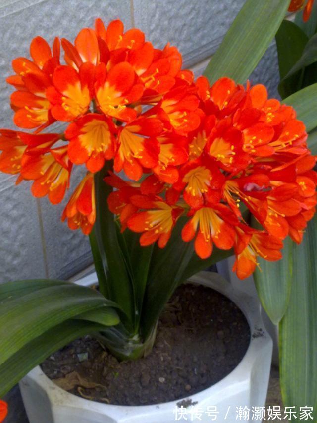 松针土|养君子兰,捡回“2种料”,扔盆里,根系旺,开花多,美极了