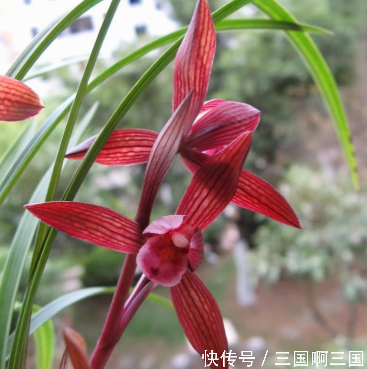 高颜值|一种新手也能养好的高颜值兰花,花色醉人,香味怡人,极具仙气