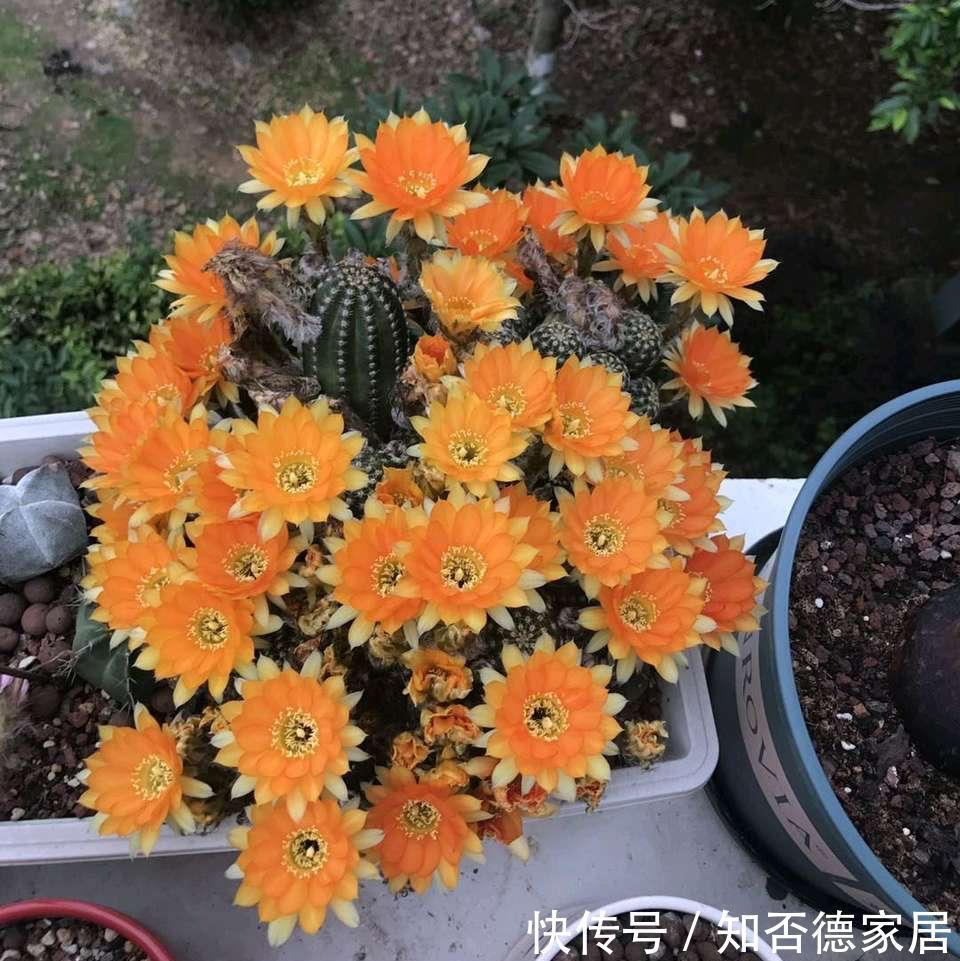 仙人球|3种花，越热越开花，越晒越开花，花色丰富又鲜艳