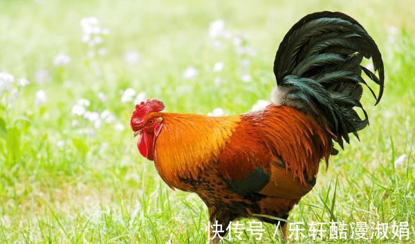 生肖牛|谁是生肖牛最佳合作伙伴多和他们来往，可脱贫致富，生意兴隆