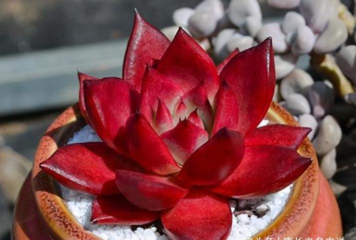 养不绿的鲁宾，晒不红的三色堇——这两款特征明显的多肉怎么选？