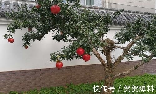 家有五树,儿孙都富!有院子建议栽5种树,看花,收果,寓意吉利