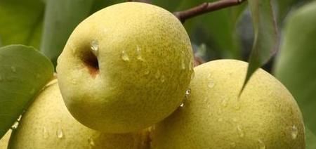 皮尔斯|低卡减脂的水果,让你边吃边瘦下来,你吃对了吗?