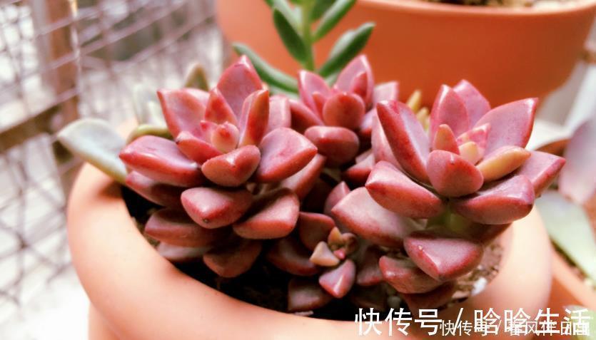 浇水|呼声最高的新人盆栽多肉，养殖期间注意此3点才不出问题