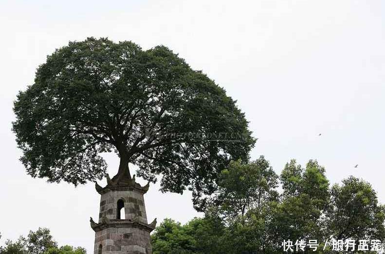 大树|我国最传奇的塔，一次雷击塔顶长出大树，塔树共生百年不倒