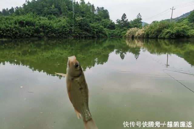 浅水|夏季野钓该钓远还是钓近了解鱼儿一日三迁,鱼竿长短好选择