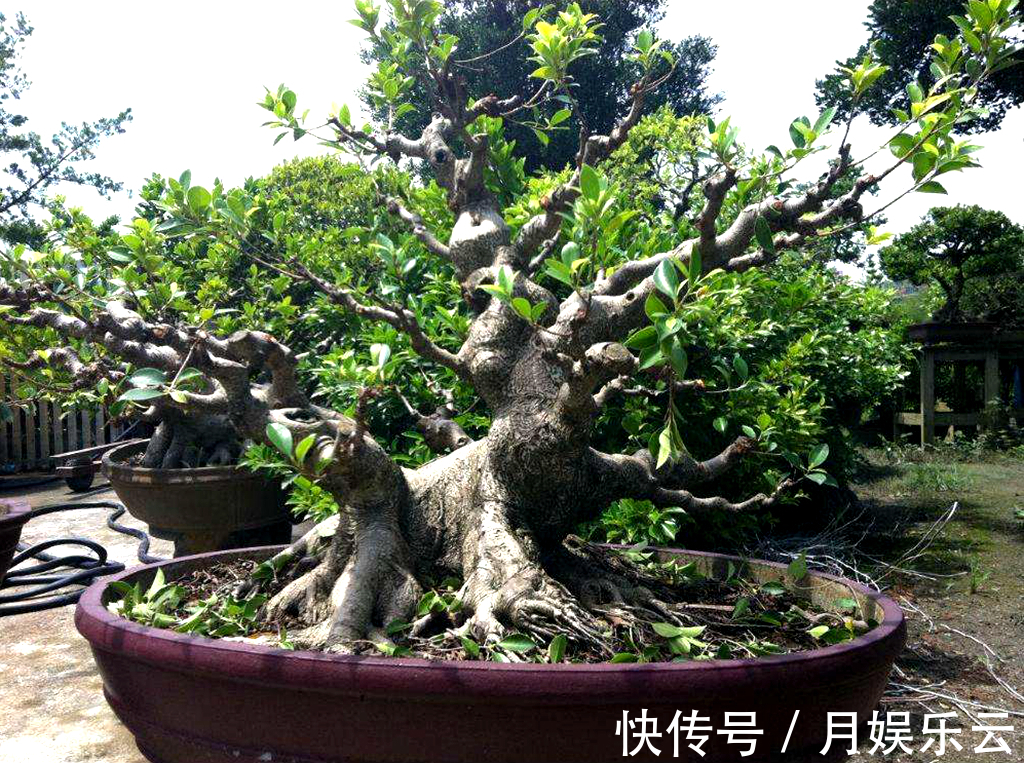 植物|农村一种植物，人称“树王”，好种容易活，做盆栽盆景漂亮
