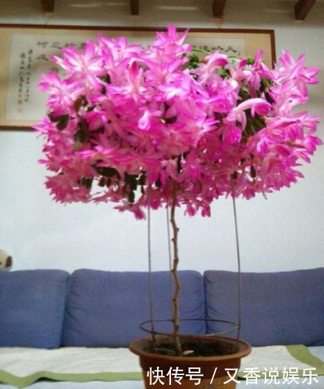 蟹爪兰养不好,用此“神木”一嫁接,快速爆满芽,开成“花树”