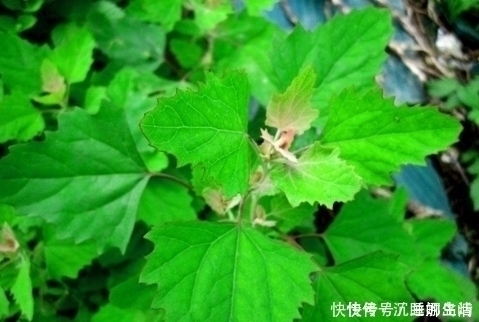 野草|农村不起眼的野草,入药却是宝,补钙补血除口臭,谁用谁健康