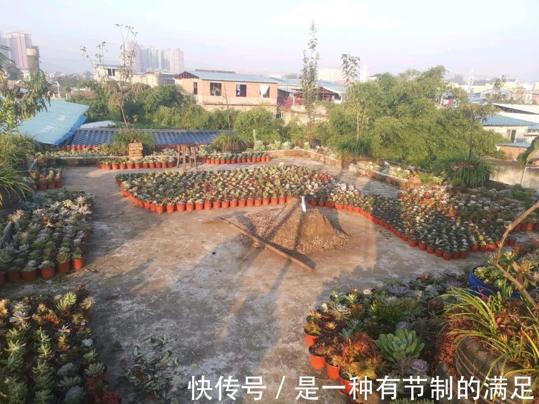 四川大哥养多肉,创意无极限,生活巴适得很!