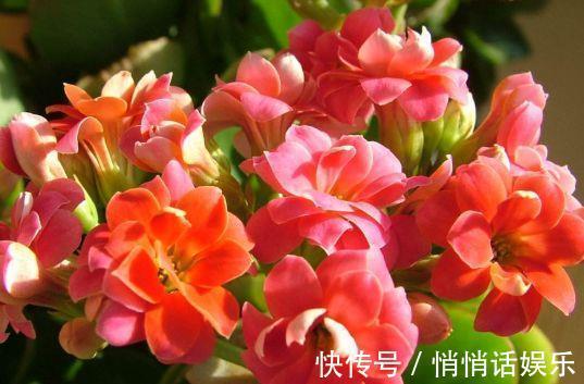 小花园|4种花很耐养,沾土就能活,开花爆盆很简单,家里变成小花园