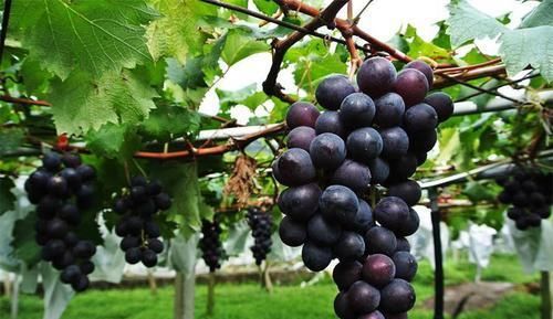 中薪|很普通的3种食物,值得每天吃一些,排毒养颜,提高免疫力!