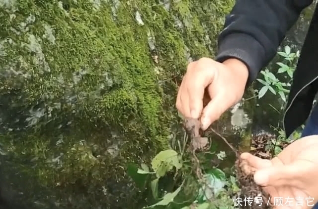 大山中的宝贝就是多,大叔找到的这种不起眼野