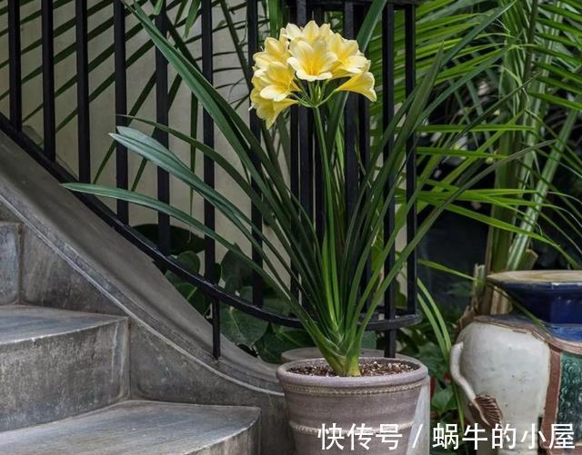盆栽|立秋后,打理君子兰盆栽,甭急着干这3件事,不然人受穷花遭殃