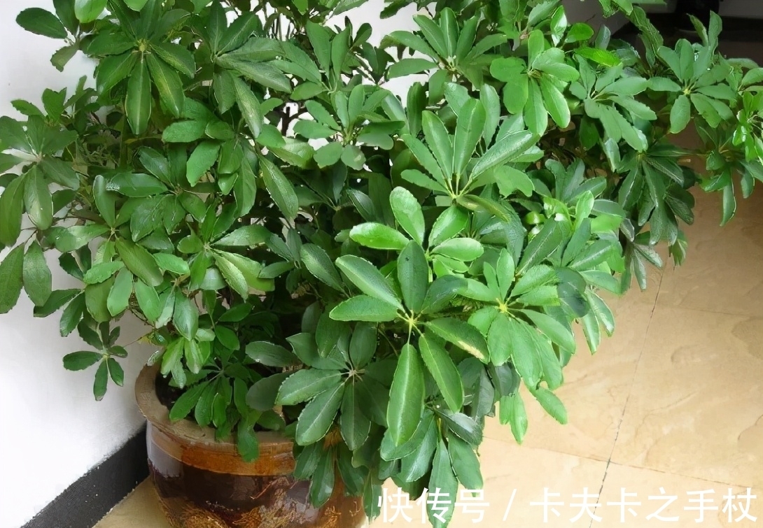 养鸭掌木也需要“技巧”，春天养护用对了，才能枝繁叶茂