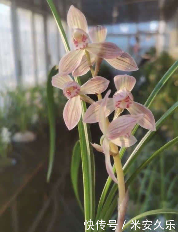 兰花|夏天养兰花，放在室外多淋雨，雨水比施肥管用，促进新芽生长