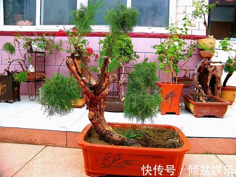 观赏性|4种农村常见的树墩子,修剪一番变成高价值盆景,观赏性极高