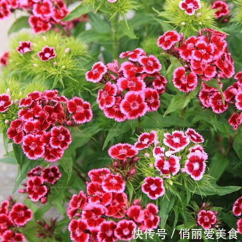 想石竹花开花漂亮,养护起来还很简单,家里有院子的不要错过!
