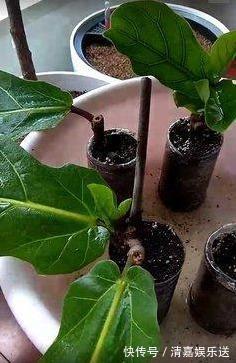 桂花|路边遇到4种花，别放过，掰个枝子长一盆！观叶赏花又好吃