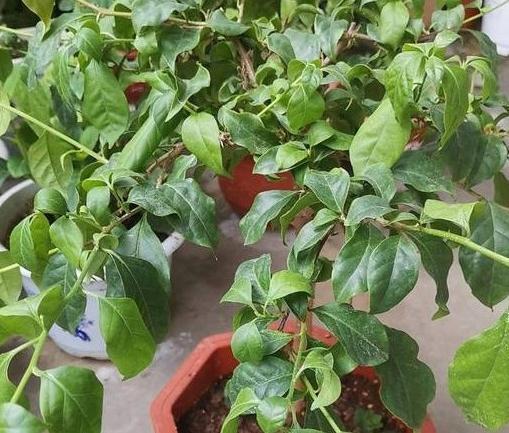 三角梅入秋管理做好4点,花开到过年