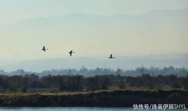 撒拉|伊犁撒拉村的天鹅