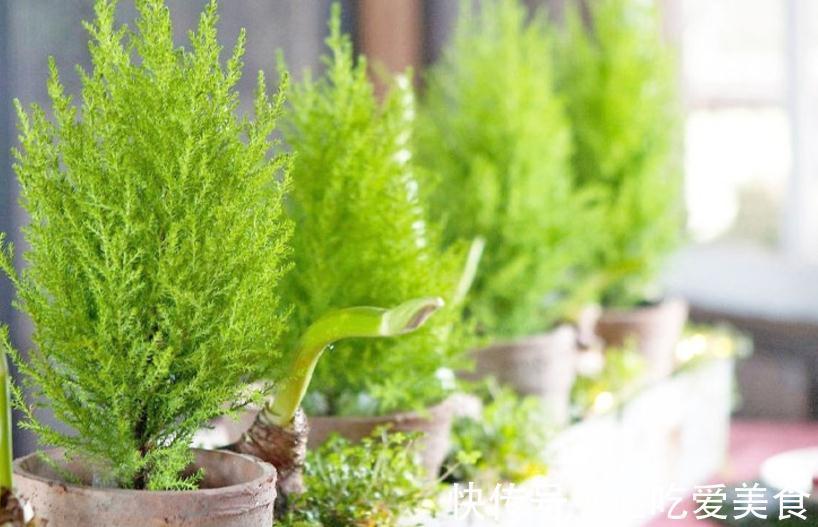 家庭盆栽绿植选小香松,香味清新迷人,种植方法简单