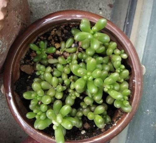 多肉狠心剃个头,呼呼长满小肉芽,20天就爆盆