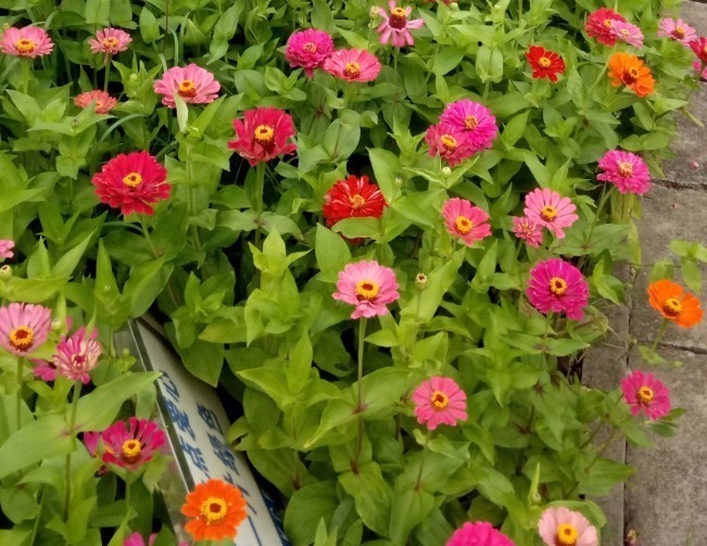 世界上品种最多的植物,没有之一,光路边就有20多种!