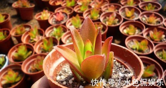 多肉|秋天怎能不养多肉这4种多肉会“变色”,给点阳光就有惊喜