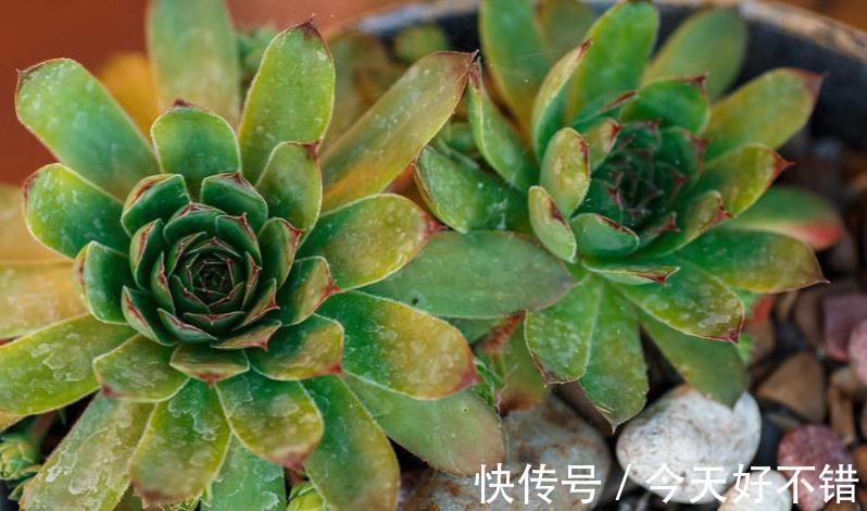 多肉植物休眠期判断及护理办法,你都Get到了吗,控水通风是关键