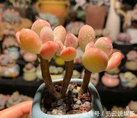 美美|漂亮的多肉怎么养掌握“小技巧”，个个肥嘟嘟，状态美美哒