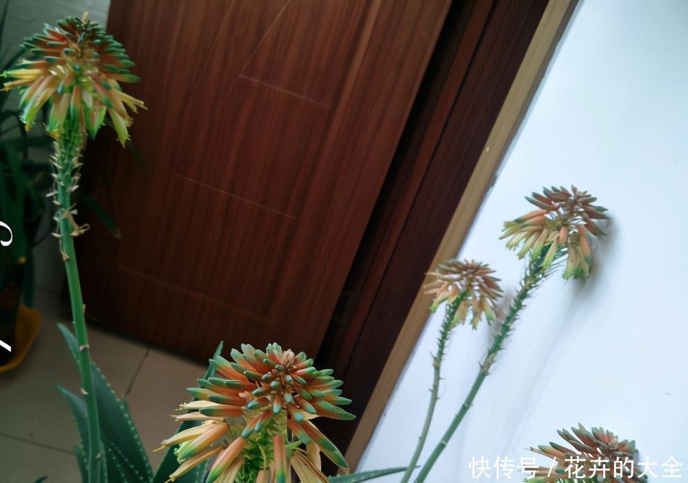 这些“娇气花”,冻坏也别扔,剪一刀,救一命