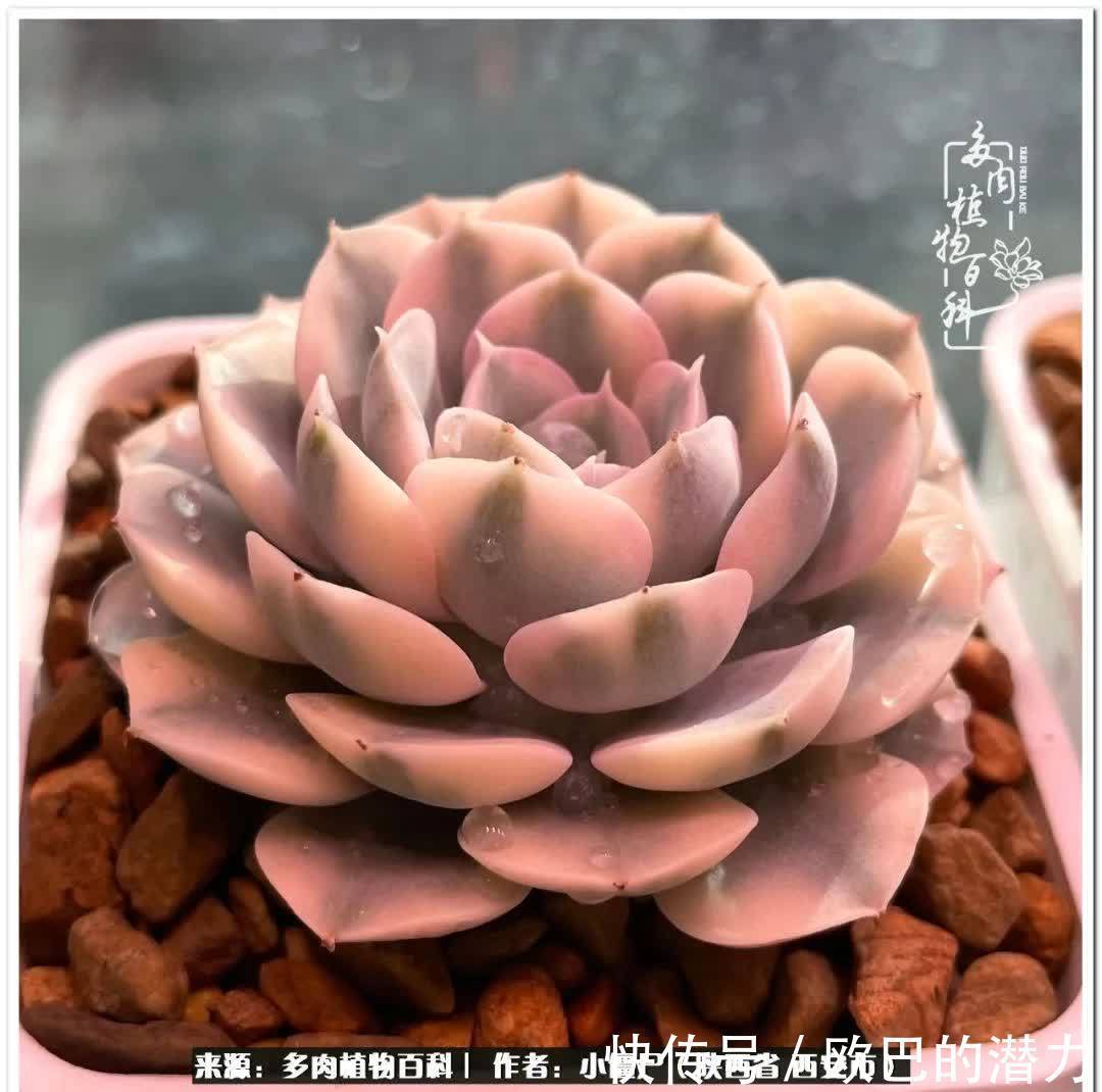 从景天到水泡和肉锥,那些年阳台种植多肉的历程!