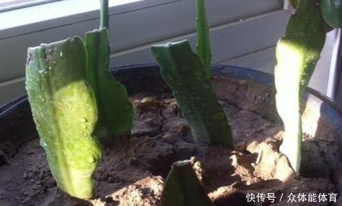 养花不用花钱，这3种花简单“扦插”，没几天就生根发芽，爱开花！