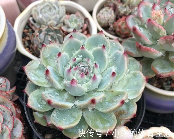 没有露台,不要养景天多肉,指定养不好,要么徒长要么化水