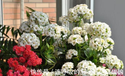 茱蒂|10款高颜值长寿花，好看又好养，你若一盆没养过，那也太可惜了！