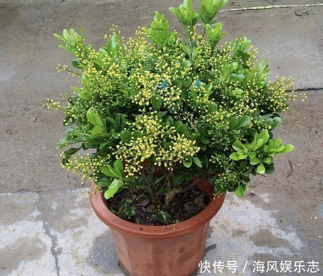 花卉|6月底,2种花卉的枝条“别丢”,插在土壤里,8天就生根,变盆栽